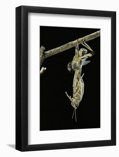 Schistocerca Gregaria (Desert Locust) - Emerging-Paul Starosta-Framed Photographic Print