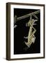 Schistocerca Gregaria (Desert Locust) - Emerging-Paul Starosta-Framed Photographic Print