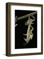 Schistocerca Gregaria (Desert Locust) - Emerging-Paul Starosta-Framed Photographic Print