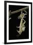 Schistocerca Gregaria (Desert Locust) - Emerging-Paul Starosta-Framed Photographic Print