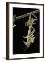 Schistocerca Gregaria (Desert Locust) - Emerging-Paul Starosta-Framed Photographic Print