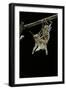 Schistocerca Gregaria (Desert Locust) - Emerging-Paul Starosta-Framed Photographic Print