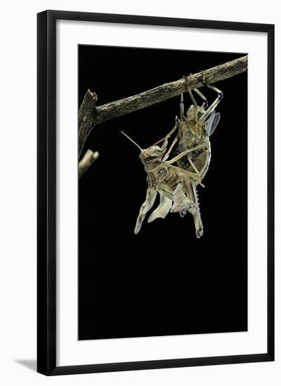 Schistocerca Gregaria (Desert Locust) - Emerging-Paul Starosta-Framed Photographic Print