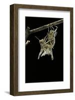 Schistocerca Gregaria (Desert Locust) - Emerging-Paul Starosta-Framed Photographic Print