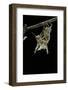 Schistocerca Gregaria (Desert Locust) - Emerging-Paul Starosta-Framed Photographic Print