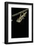 Schistocerca Gregaria (Desert Locust) - Emerging-Paul Starosta-Framed Photographic Print