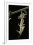 Schistocerca Gregaria (Desert Locust) - Emerging-Paul Starosta-Framed Photographic Print