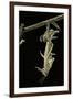 Schistocerca Gregaria (Desert Locust) - Emerging-Paul Starosta-Framed Photographic Print