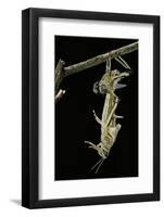 Schistocerca Gregaria (Desert Locust) - Emerging-Paul Starosta-Framed Photographic Print