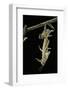 Schistocerca Gregaria (Desert Locust) - Emerging-Paul Starosta-Framed Photographic Print