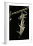 Schistocerca Gregaria (Desert Locust) - Emerging-Paul Starosta-Framed Photographic Print