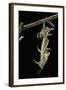 Schistocerca Gregaria (Desert Locust) - Emerging-Paul Starosta-Framed Photographic Print