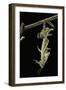 Schistocerca Gregaria (Desert Locust) - Emerging-Paul Starosta-Framed Photographic Print