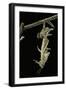 Schistocerca Gregaria (Desert Locust) - Emerging-Paul Starosta-Framed Photographic Print