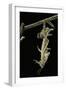 Schistocerca Gregaria (Desert Locust) - Emerging-Paul Starosta-Framed Photographic Print