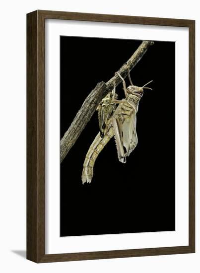 Schistocerca Gregaria (Desert Locust) - Emerging-Paul Starosta-Framed Photographic Print