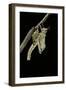 Schistocerca Gregaria (Desert Locust) - Emerging-Paul Starosta-Framed Photographic Print