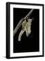 Schistocerca Gregaria (Desert Locust) - Emerging-Paul Starosta-Framed Photographic Print