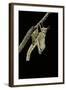 Schistocerca Gregaria (Desert Locust) - Emerging-Paul Starosta-Framed Photographic Print