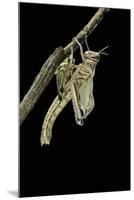 Schistocerca Gregaria (Desert Locust) - Emerging-Paul Starosta-Mounted Photographic Print