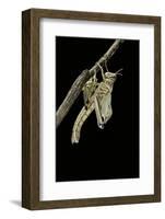 Schistocerca Gregaria (Desert Locust) - Emerging-Paul Starosta-Framed Photographic Print