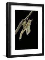 Schistocerca Gregaria (Desert Locust) - Emerging-Paul Starosta-Framed Photographic Print