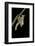 Schistocerca Gregaria (Desert Locust) - Emerging-Paul Starosta-Framed Photographic Print