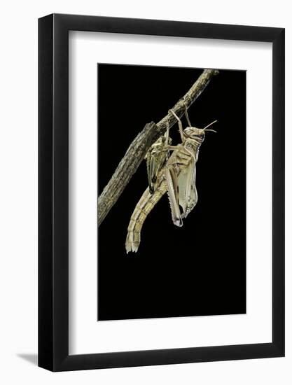 Schistocerca Gregaria (Desert Locust) - Emerging-Paul Starosta-Framed Photographic Print