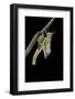 Schistocerca Gregaria (Desert Locust) - Emerging-Paul Starosta-Framed Photographic Print