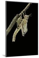 Schistocerca Gregaria (Desert Locust) - Emerging-Paul Starosta-Mounted Photographic Print