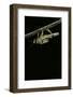 Schistocerca Gregaria (Desert Locust) - Emerging-Paul Starosta-Framed Photographic Print