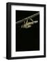 Schistocerca Gregaria (Desert Locust) - Emerging-Paul Starosta-Framed Photographic Print