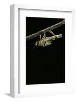 Schistocerca Gregaria (Desert Locust) - Emerging-Paul Starosta-Framed Photographic Print