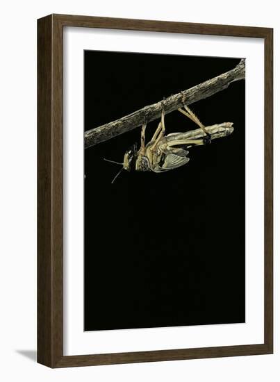 Schistocerca Gregaria (Desert Locust) - Emerging-Paul Starosta-Framed Photographic Print