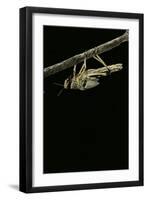 Schistocerca Gregaria (Desert Locust) - Emerging-Paul Starosta-Framed Photographic Print