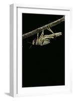 Schistocerca Gregaria (Desert Locust) - Emerging-Paul Starosta-Framed Photographic Print