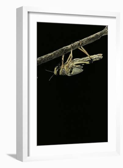 Schistocerca Gregaria (Desert Locust) - Emerging-Paul Starosta-Framed Photographic Print