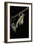 Schistocerca Gregaria (Desert Locust) - Emerging-Paul Starosta-Framed Photographic Print