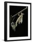 Schistocerca Gregaria (Desert Locust) - Emerging-Paul Starosta-Framed Photographic Print