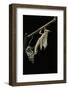 Schistocerca Gregaria (Desert Locust) - Emerging-Paul Starosta-Framed Photographic Print