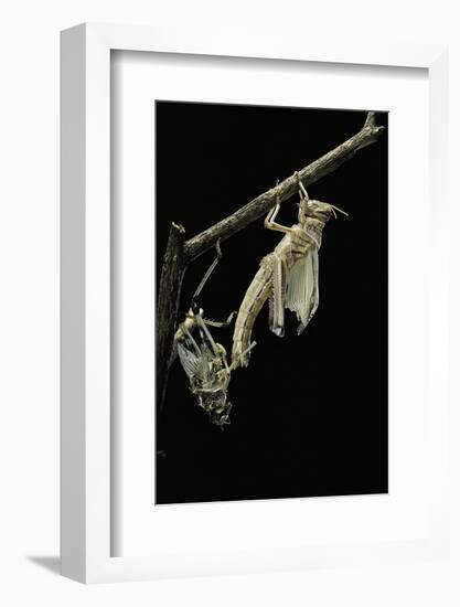 Schistocerca Gregaria (Desert Locust) - Emerging-Paul Starosta-Framed Photographic Print