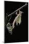 Schistocerca Gregaria (Desert Locust) - Emerging-Paul Starosta-Mounted Photographic Print