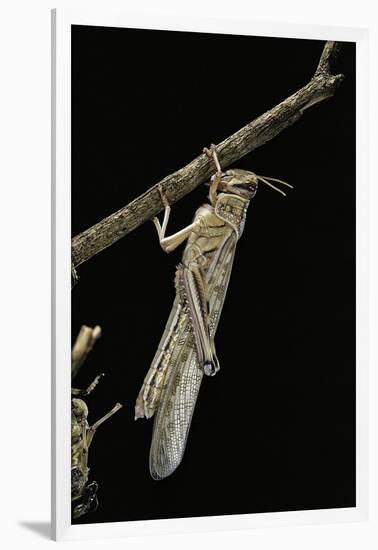 Schistocerca Gregaria (Desert Locust) - Emerging-Paul Starosta-Framed Photographic Print