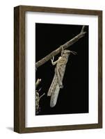 Schistocerca Gregaria (Desert Locust) - Emerging-Paul Starosta-Framed Photographic Print