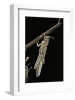 Schistocerca Gregaria (Desert Locust) - Emerging-Paul Starosta-Framed Photographic Print