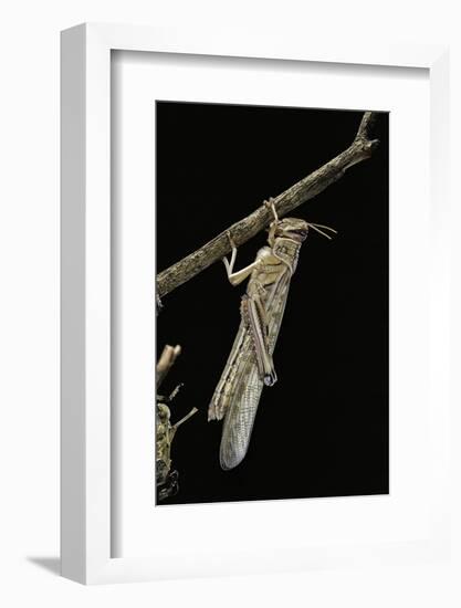 Schistocerca Gregaria (Desert Locust) - Emerging-Paul Starosta-Framed Photographic Print