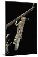 Schistocerca Gregaria (Desert Locust) - Emerging-Paul Starosta-Mounted Photographic Print