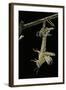 Schistocerca Gregaria (Desert Locust) - Emerging-Paul Starosta-Framed Photographic Print