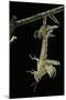 Schistocerca Gregaria (Desert Locust) - Emerging-Paul Starosta-Mounted Photographic Print