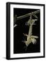 Schistocerca Gregaria (Desert Locust) - Emerging-Paul Starosta-Framed Photographic Print